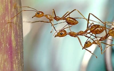 The Importance of Team Goals